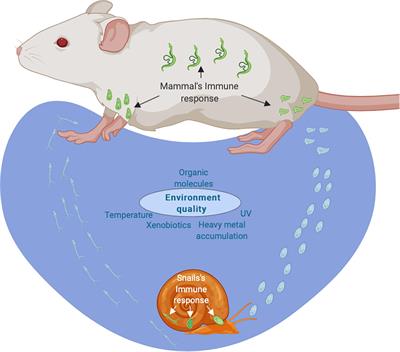 Effects of the Environment on Developmental Plasticity and Infection Success of Schistosoma Parasites – An Epigenetic Perspective